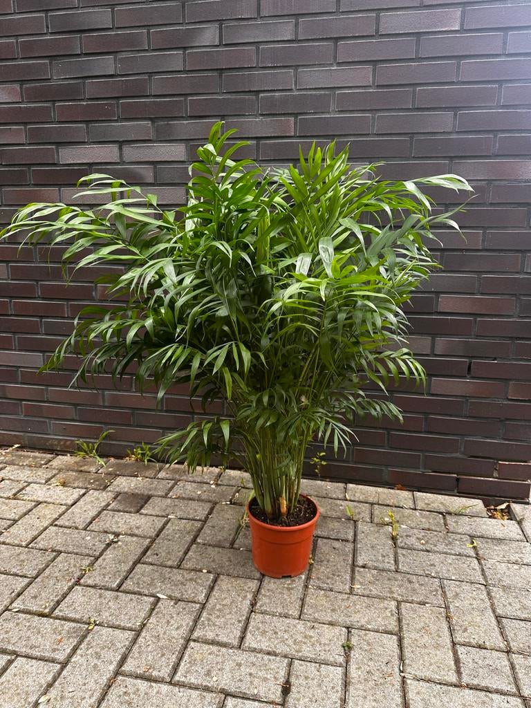 Chamaedorea elegans Bush - Dwergpalm/Bergpalm +-80cm hoog, Ophalen, Palm, Halfschaduw, In pot