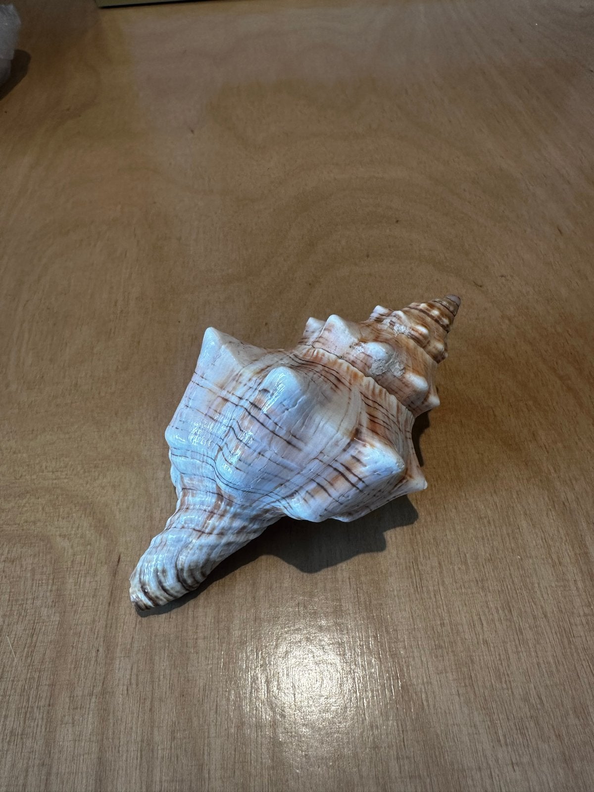 Mooie grote schelp - 12cm, Ophalen of Verzenden, Gebruikt