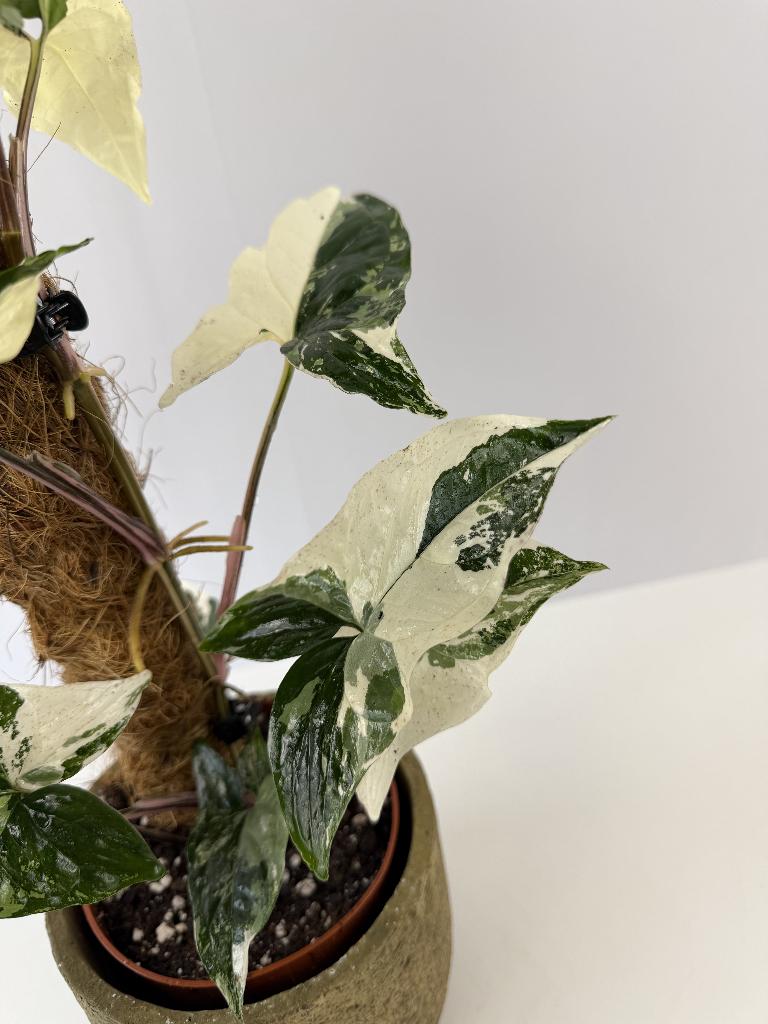 Syngonium Albo p12, Ophalen of Verzenden, Halfschaduw, Minder dan 100 cm