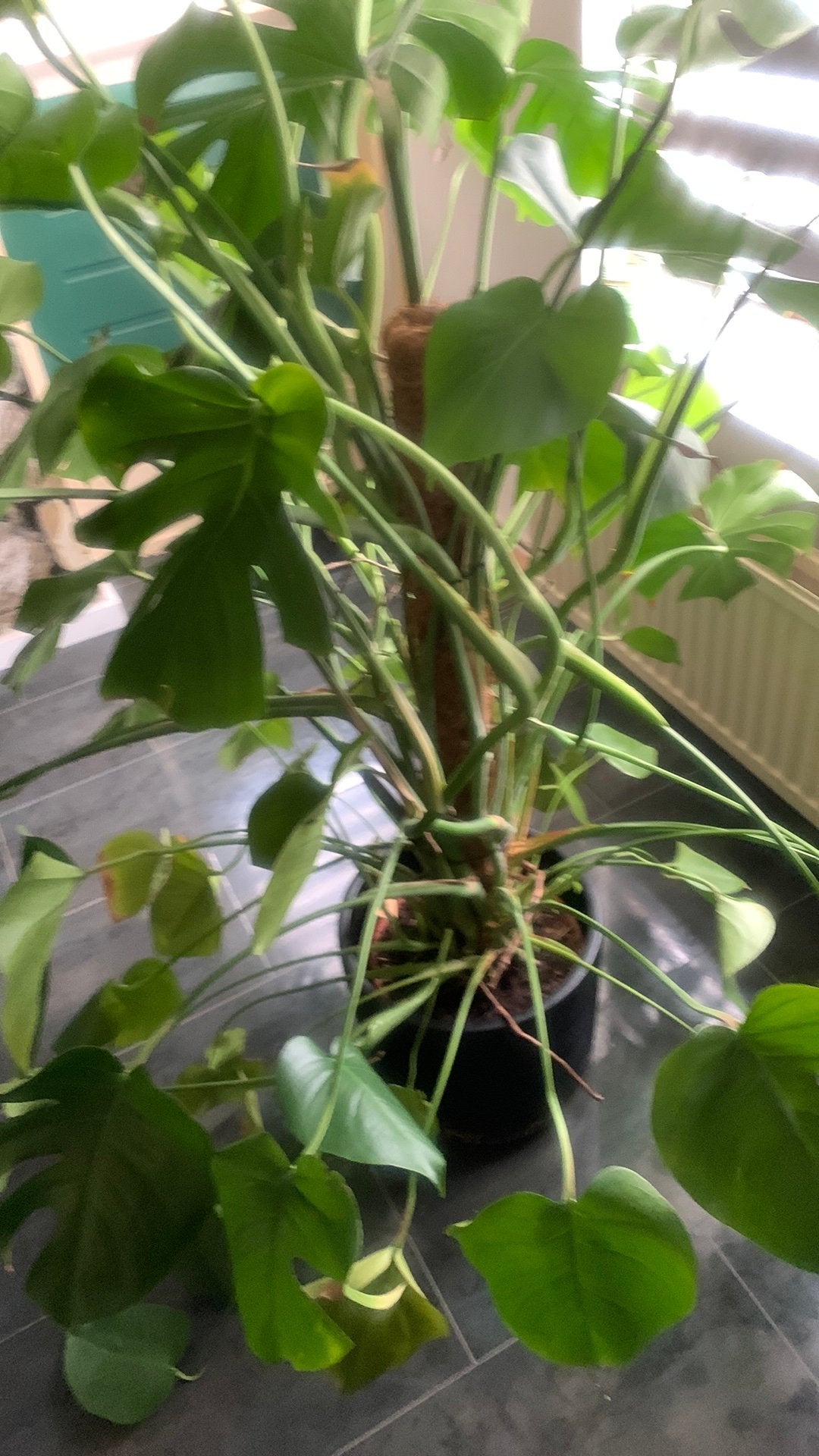 Levendige monstera met keramiek grijze pot, Tuin en Terras, Ophalen, Overige soorten, Volle zon