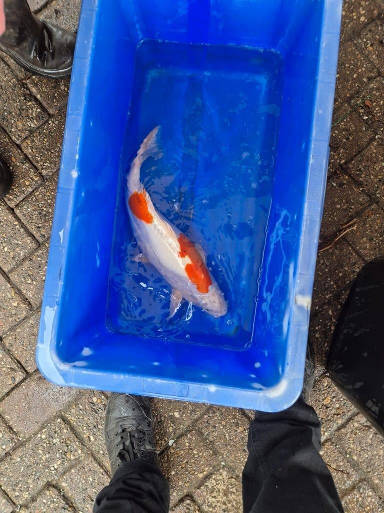 Koi, Karper of Koi