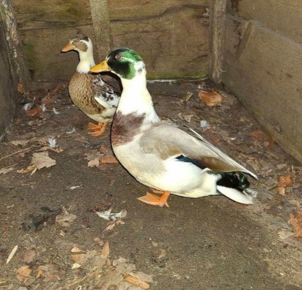 span bonte kwakers, Dieren en Toebehoren, Meerdere dieren, Eend