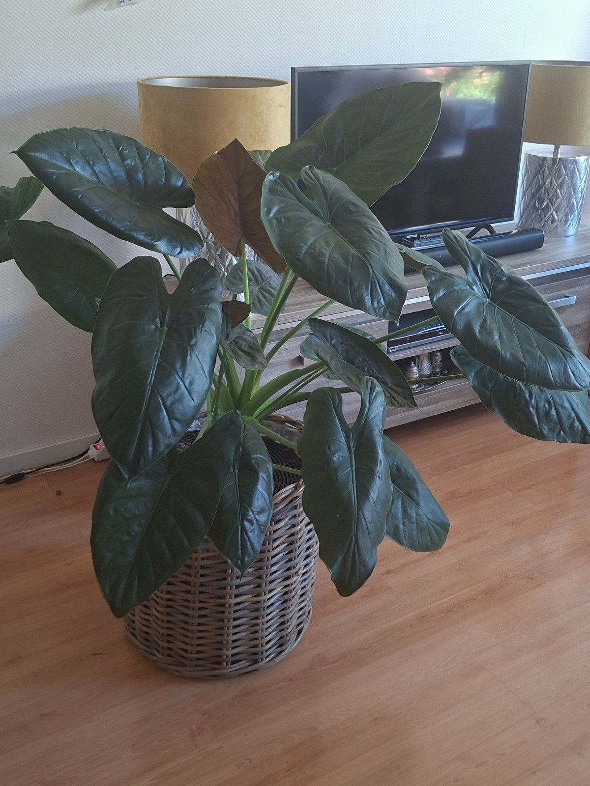 Alocosia, Huis en Inrichting, Ophalen, Overige soorten, Halfschaduw, Minder dan 100 cm