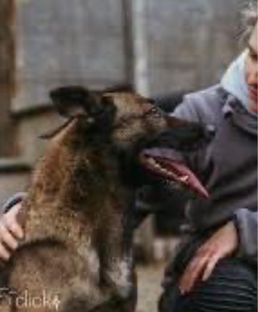 MAG IK na 7.5 jaar EINDELIJK NAAR HUIS? Asiel Genk, Dieren en Toebehoren, Honden | Niet-rashonden, 6 jaar of ouder, België, Reu