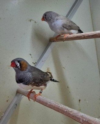 Te koop grote zebravink, Dieren en Toebehoren, Vogels | Overige Vogels, Meerdere dieren, Tropenvogel, Geringd