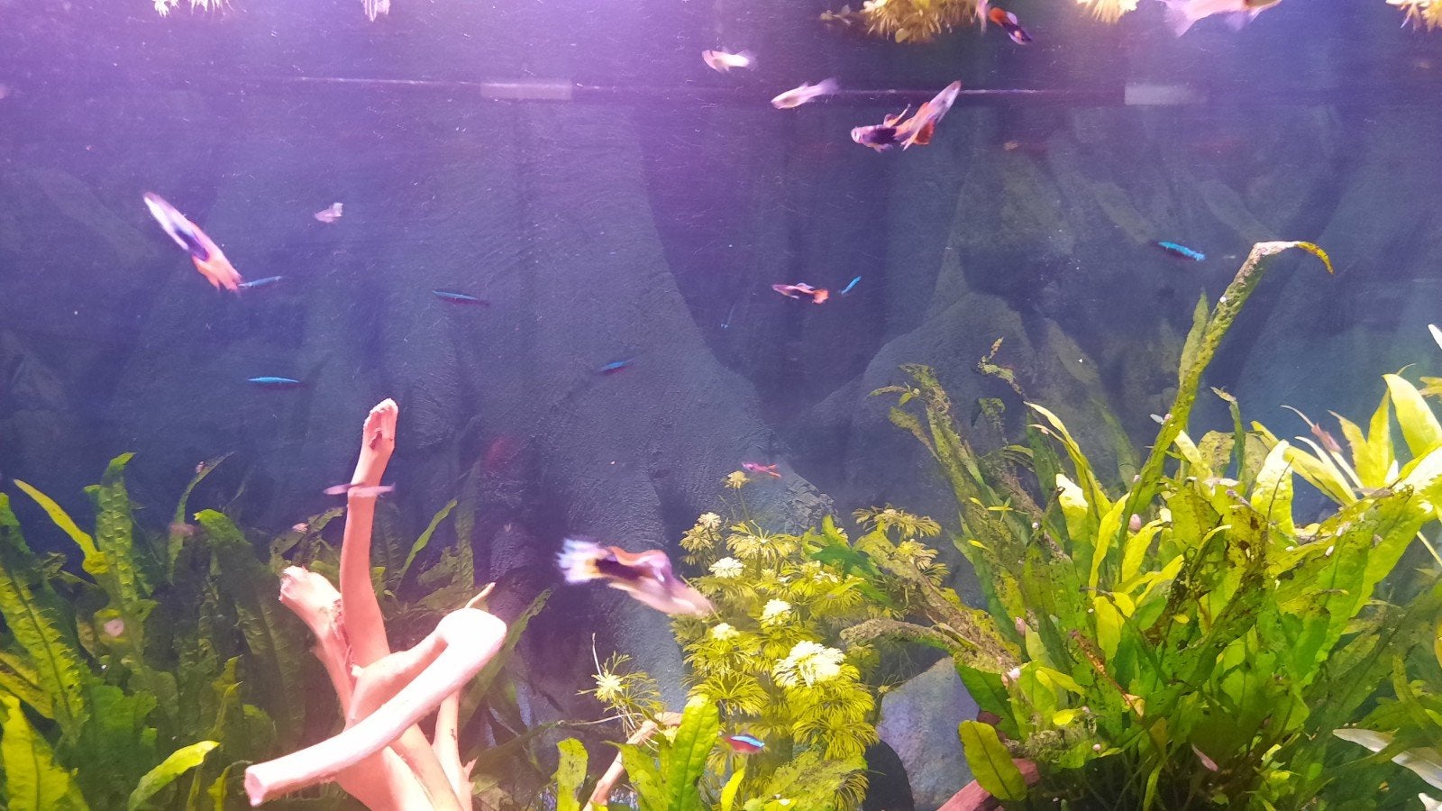 gratis jonge guppen, Dieren en Toebehoren, Vissen | Aquariumvissen, Vis