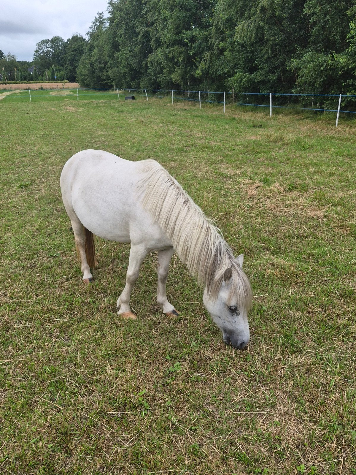 Shetlander merrie, Merrie