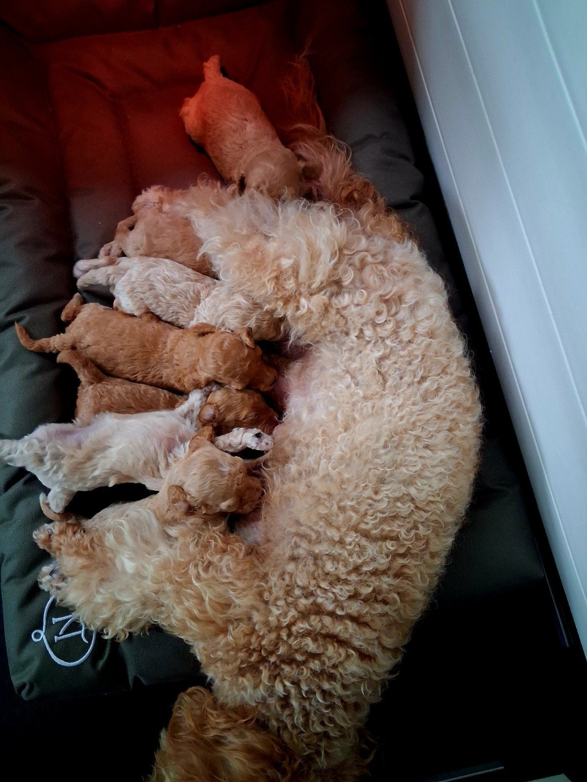kleine maltipoo puppy's, Overige rassen, 8 tot 15 weken, Meerdere dieren, Eén hond
