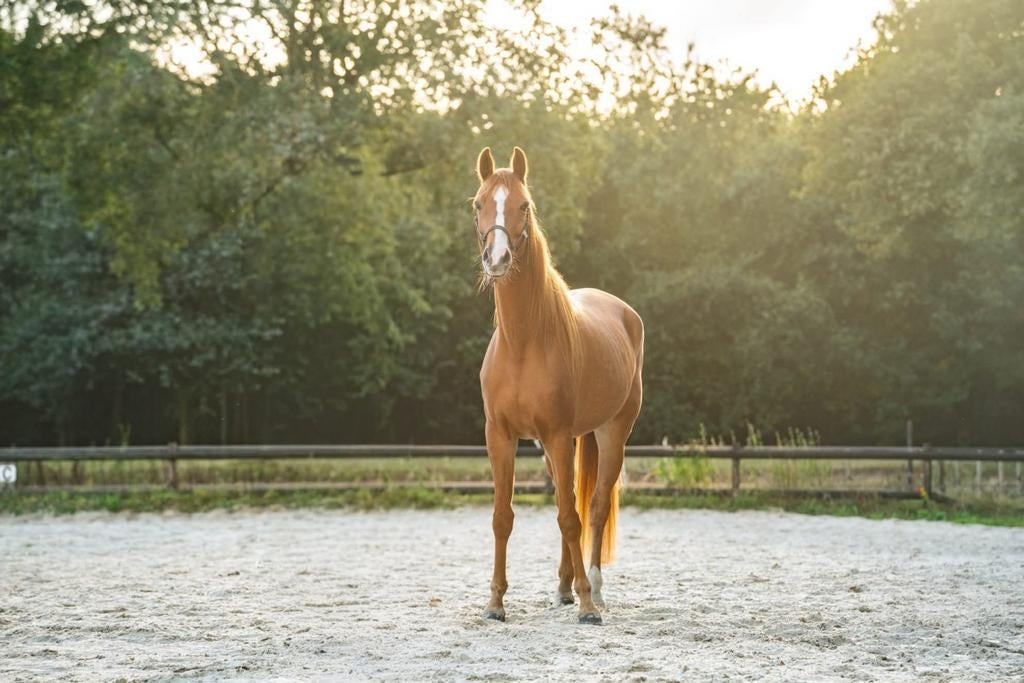 7 jarige KWPN ruin van Cum Laude, Met stamboom, Ruin, 7 tot 10 jaar, 160 tot 165 cm