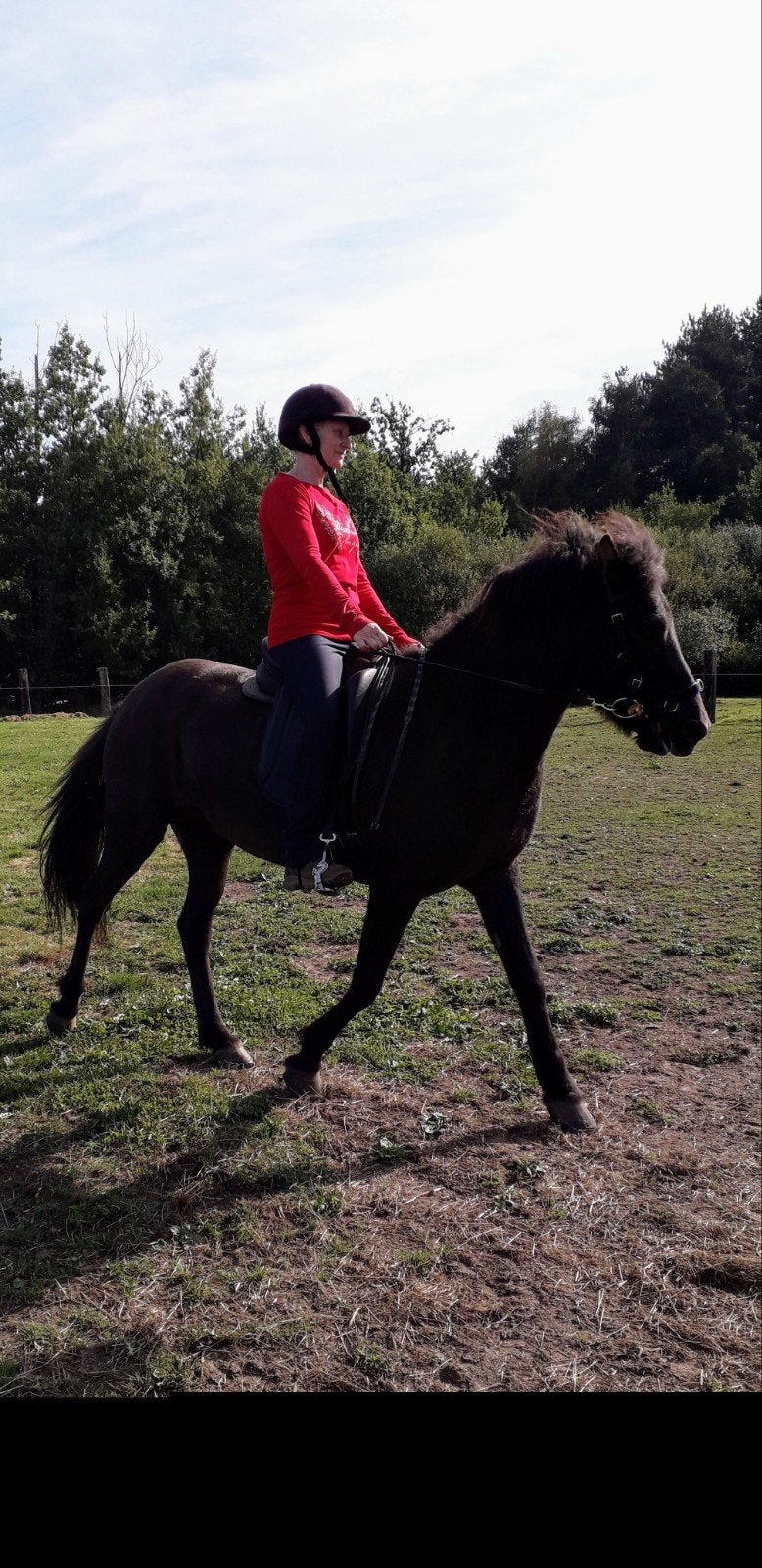 Ijslands paard, Merrie, Recreatiepaard