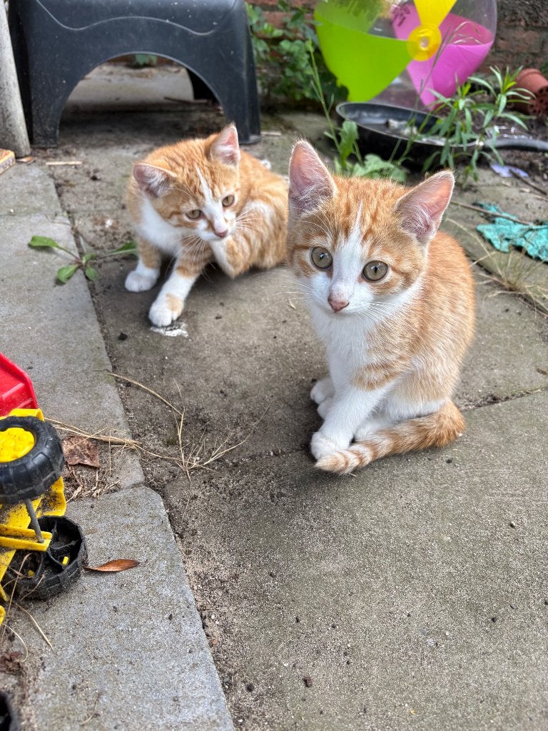 Boerderij kittens, Meerdere dieren, 0 tot 2 jaar