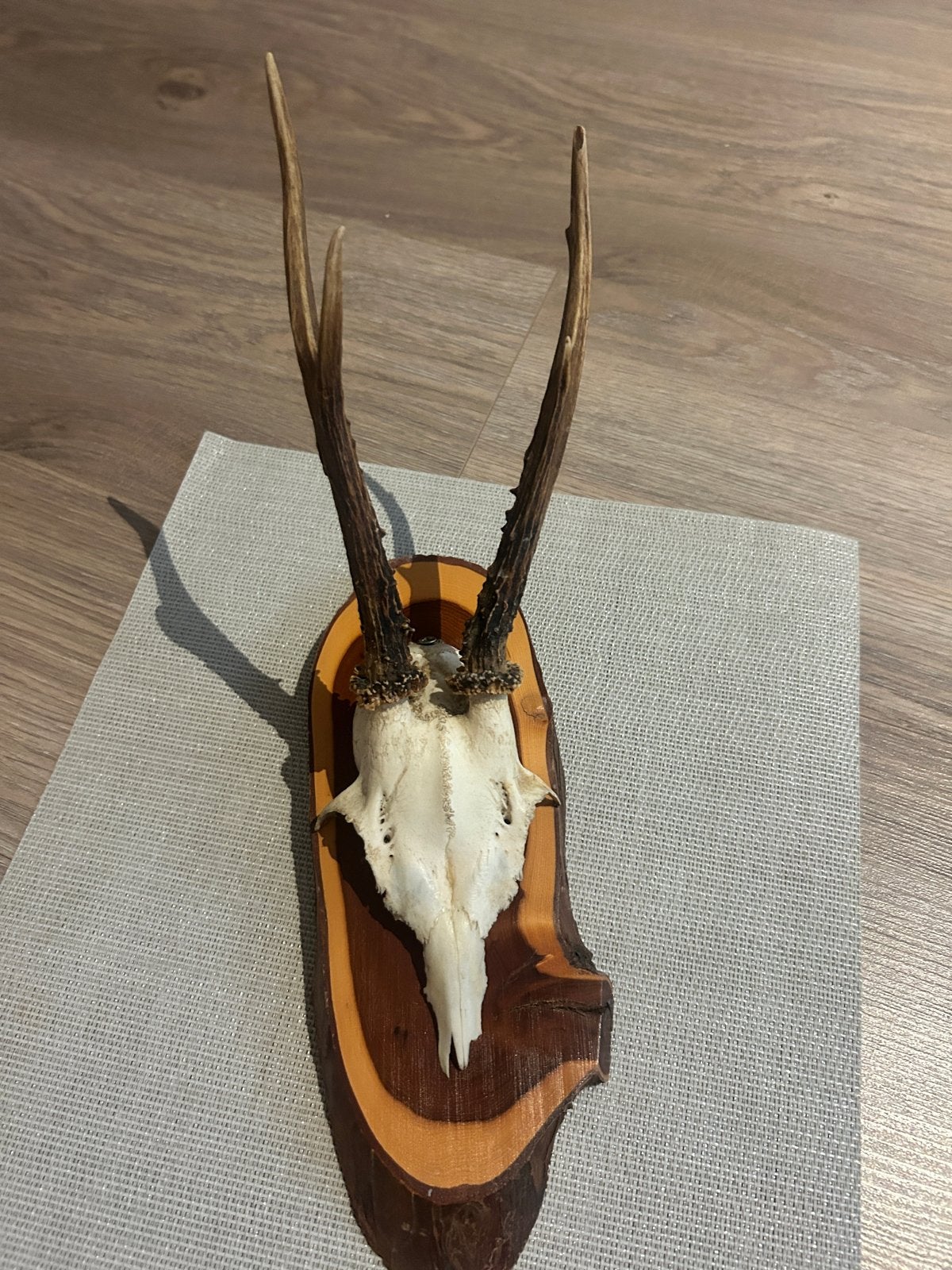 Herten schedel met gewei op houten plank - 17 cm, Ophalen of Verzenden, Gebruikt