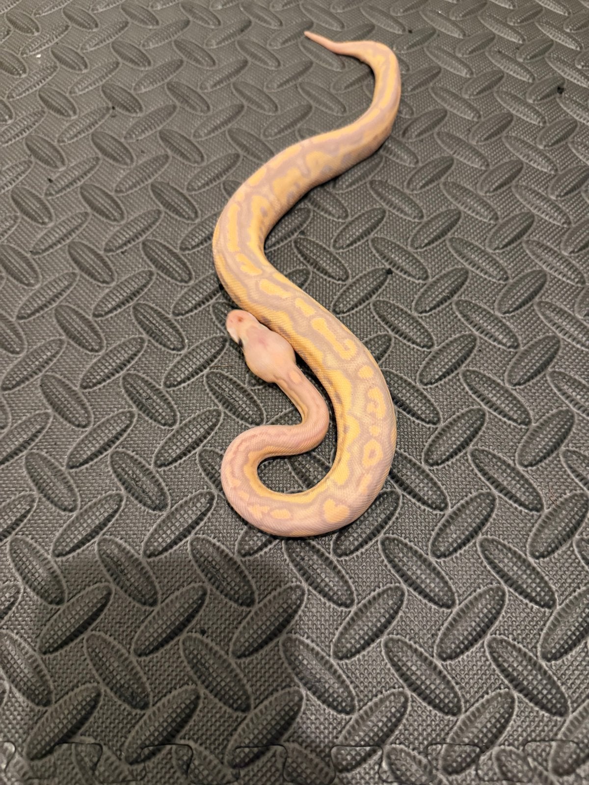 0.1 Ballpython / Regius Ball Python photo 2