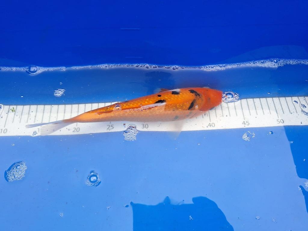 MOOIE KOI WEEKAANBIEDING, 5 VOOR  4, 22 TOT 25CM € 25 PS, Karper of Koi