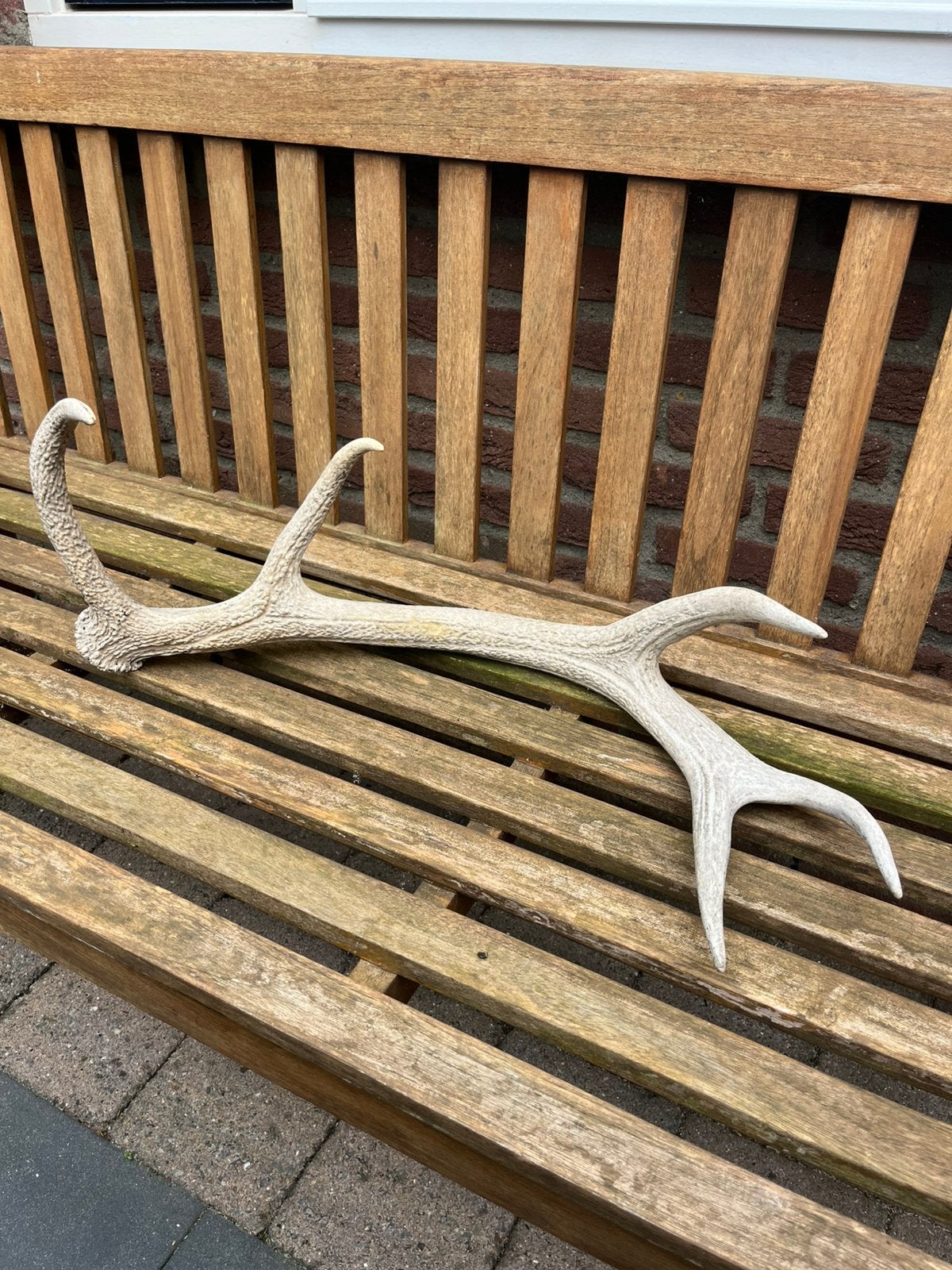 Hertengewei, Ophalen, Zo goed als nieuw, Hout