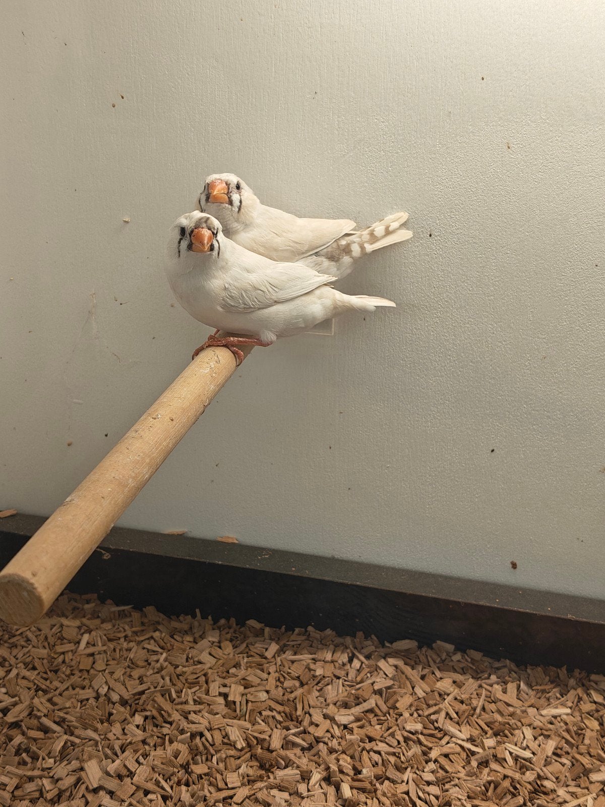 Koppel zebravinken (pastel)