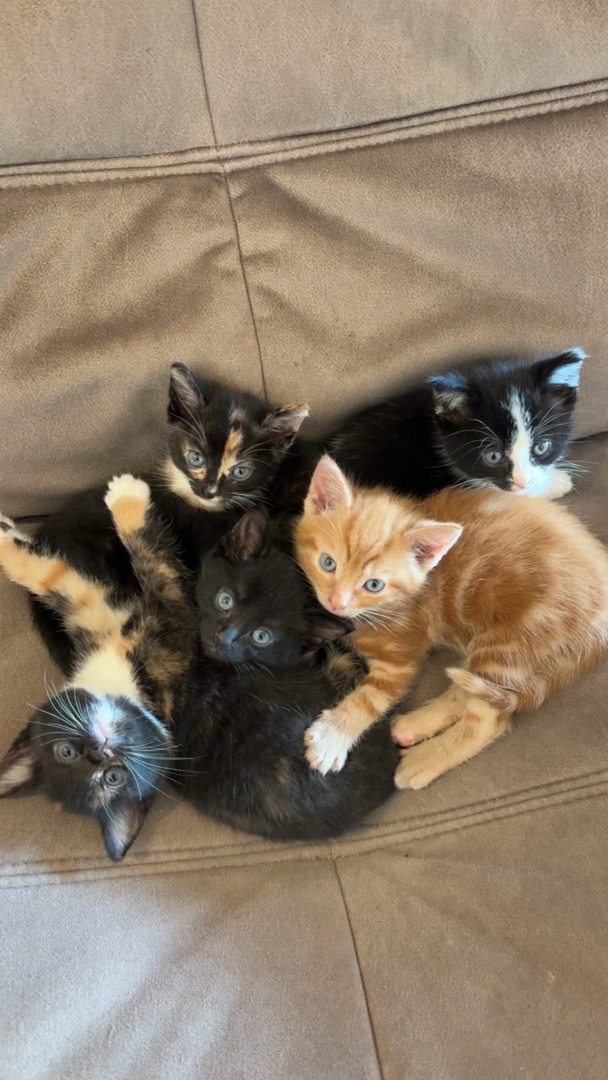 Kittens