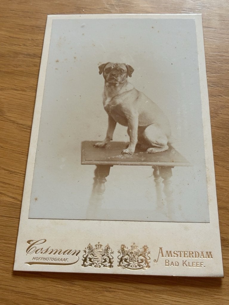 Antieke cabinetfoto mopshond Casman Hofphotograaf ca. 1900, Verzenden