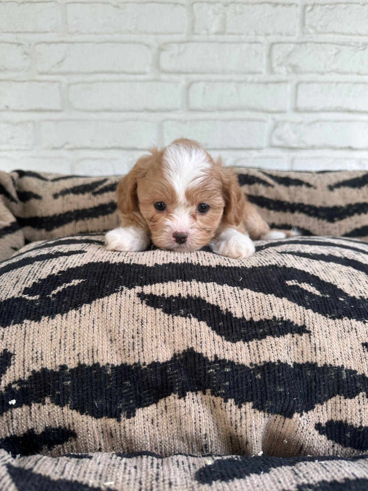 Maltipoo pups maltezer x toy poedel, Dieren en Toebehoren, Honden | Chihuahua's en Gezelschapshonden, Parvo, Nederland, Overige rassen