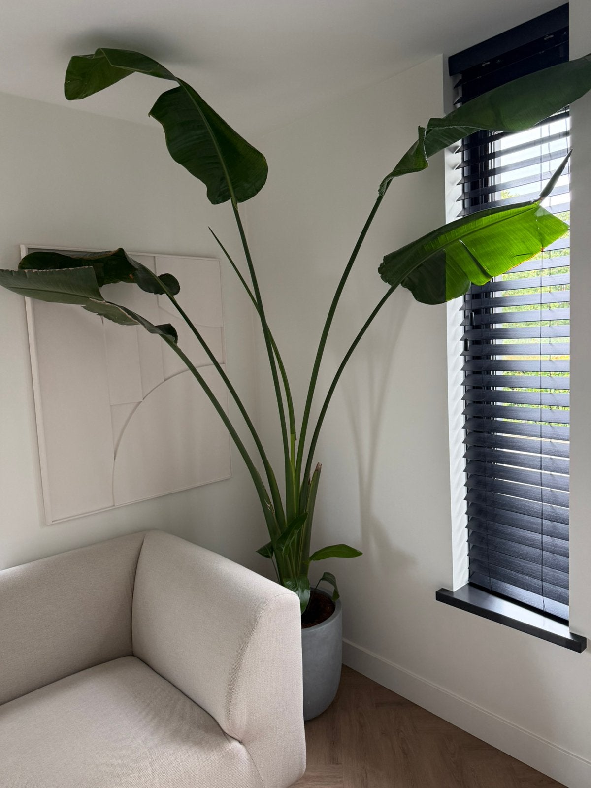 Twee grote kamerplanten incl. pot, Ophalen, In pot, Halfschaduw, 200 cm of meer