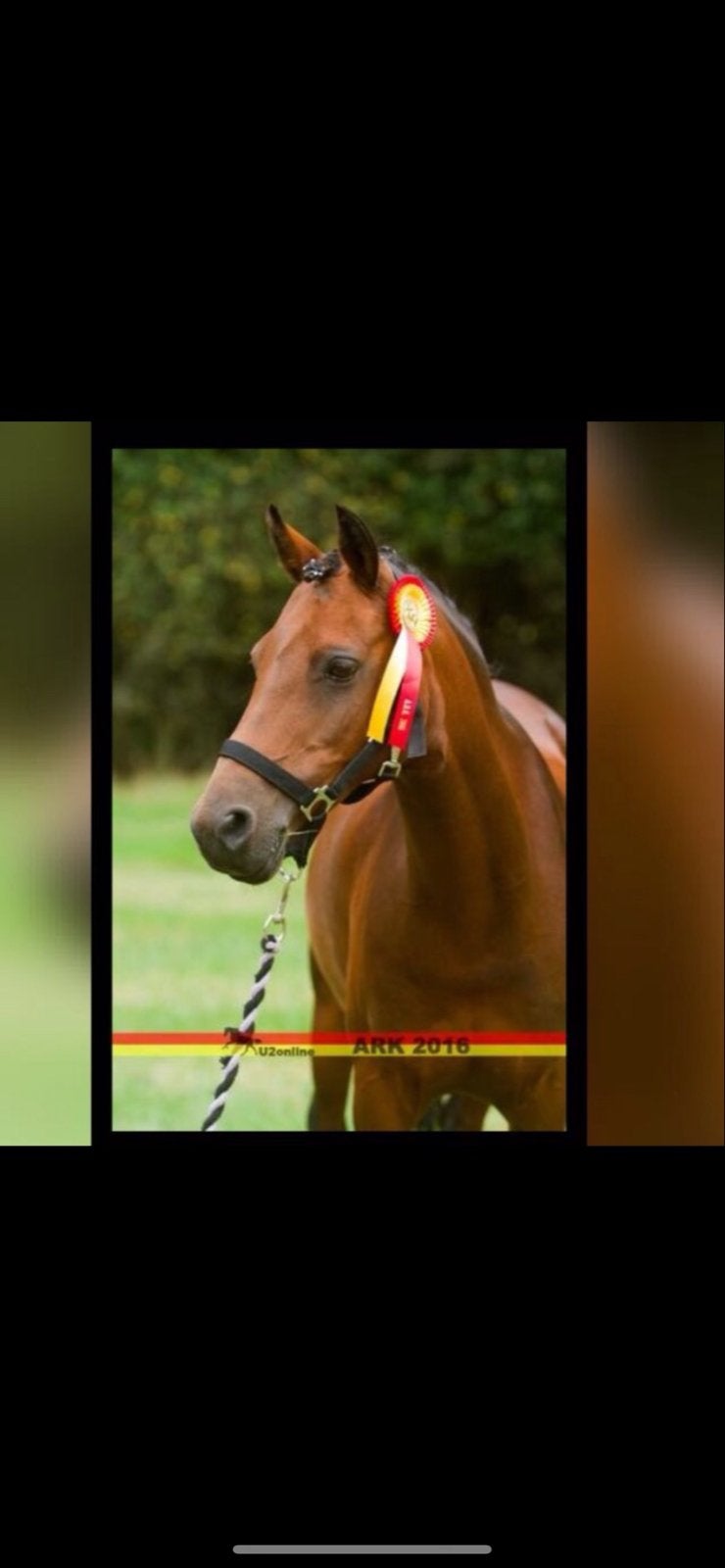 Lieve en energieke recreatie C-pony, Dieren en Toebehoren, Paarden, Merrie, Minder dan 160 cm, Recreatiepaard, 11 jaar of ouder