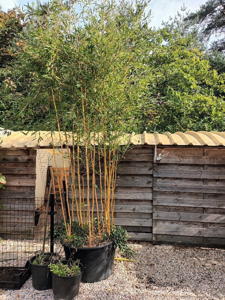 bamboe 4m hoog in  pot 80 cm  2 stuks samen, Tuin en Terras, Ophalen, Gebruikt