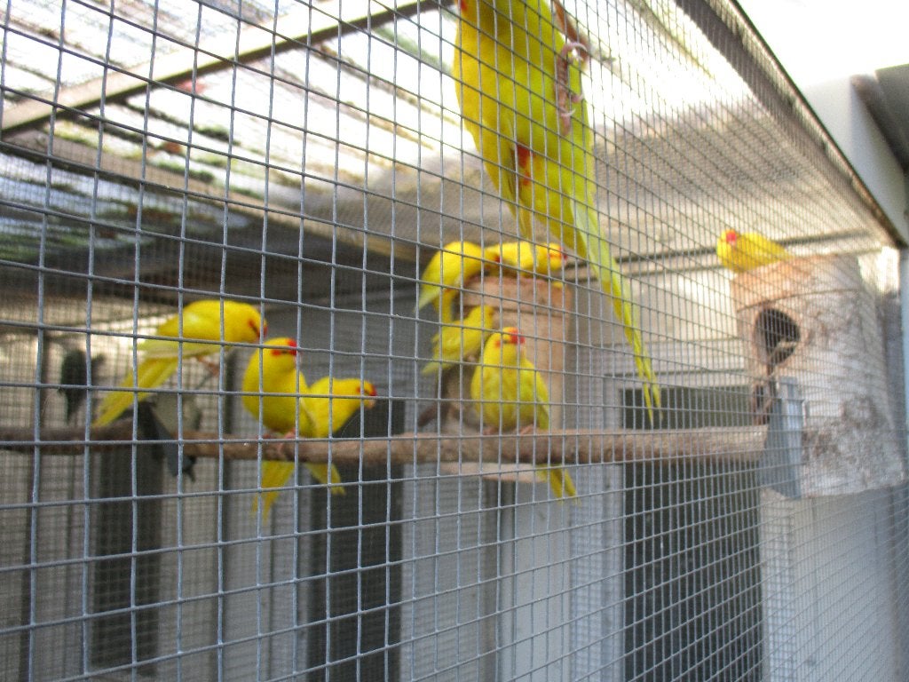 Kakarikie geel, Mannelijk, Parkiet, Geringd