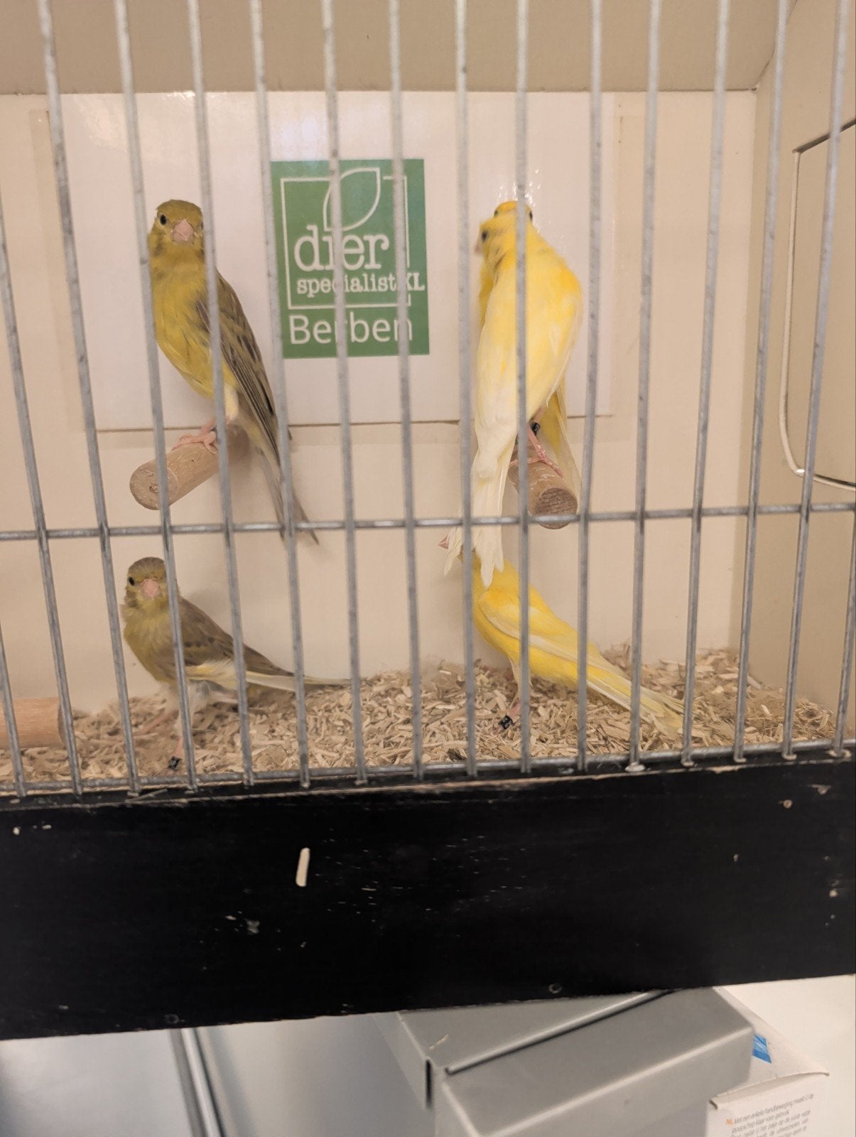 japan hoso kanaries, Dieren en Toebehoren, Meerdere dieren, Kleurkanarie
