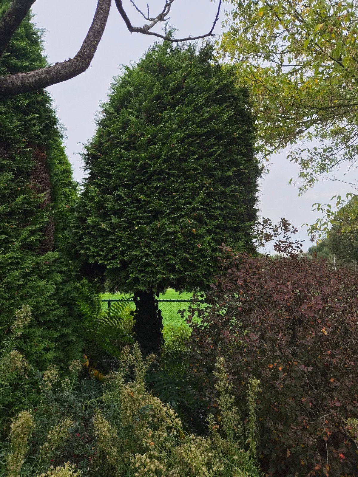 Grote, volle conifeer - Ideaal voor privacy, Bloeit niet, Overige soorten, 250 tot 400 cm, Ophalen