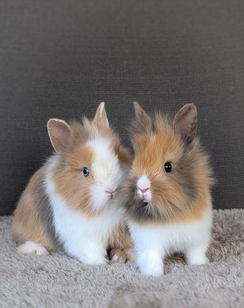 Schattige kleine dwerg konijntjes mogen het nestje verlaten, Dieren en Toebehoren, Konijnen, Meerdere dieren, Dwerg, 0 tot 2 jaar