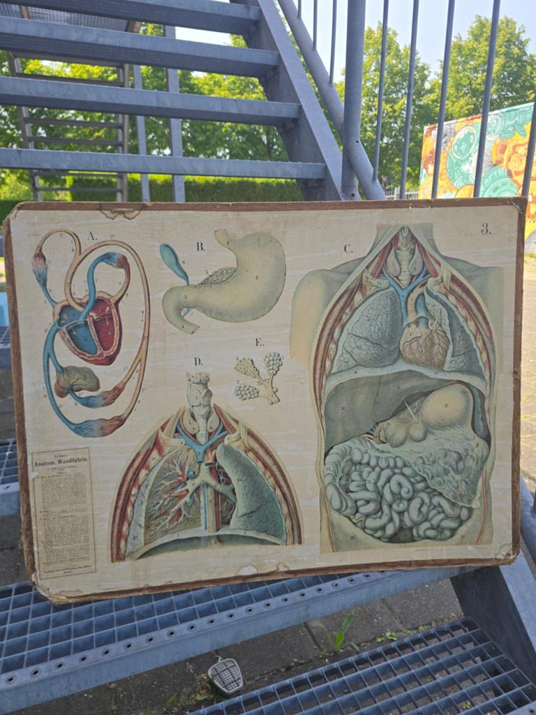 Oud schoolbord biologie, Ophalen of Verzenden, Gebruikt, Krijtbord
