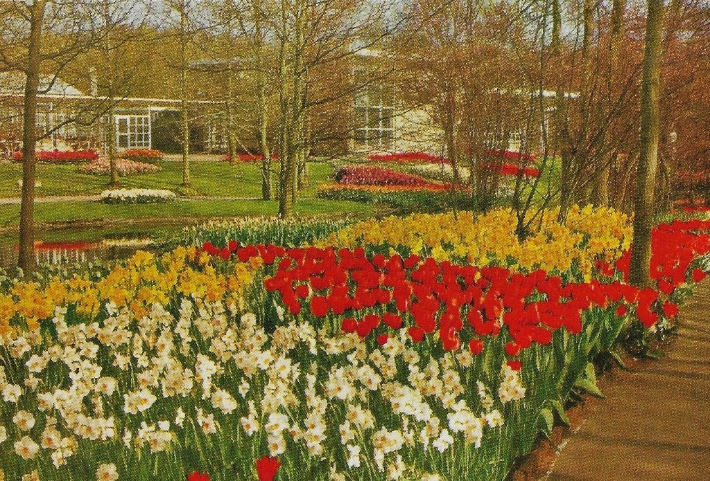 Ch872 ongelopen ansichtkaart keukenhof lisse, Ophalen of Verzenden, 1980 tot heden, Gelopen