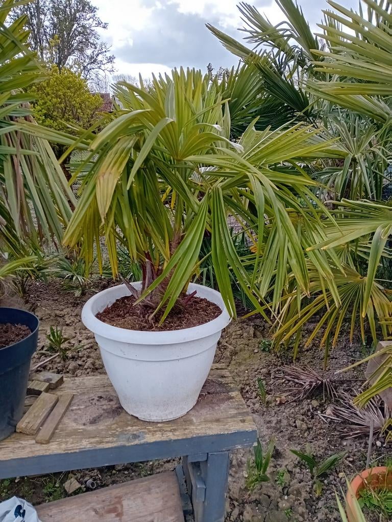 Tropische palmboom in pot, Ophalen