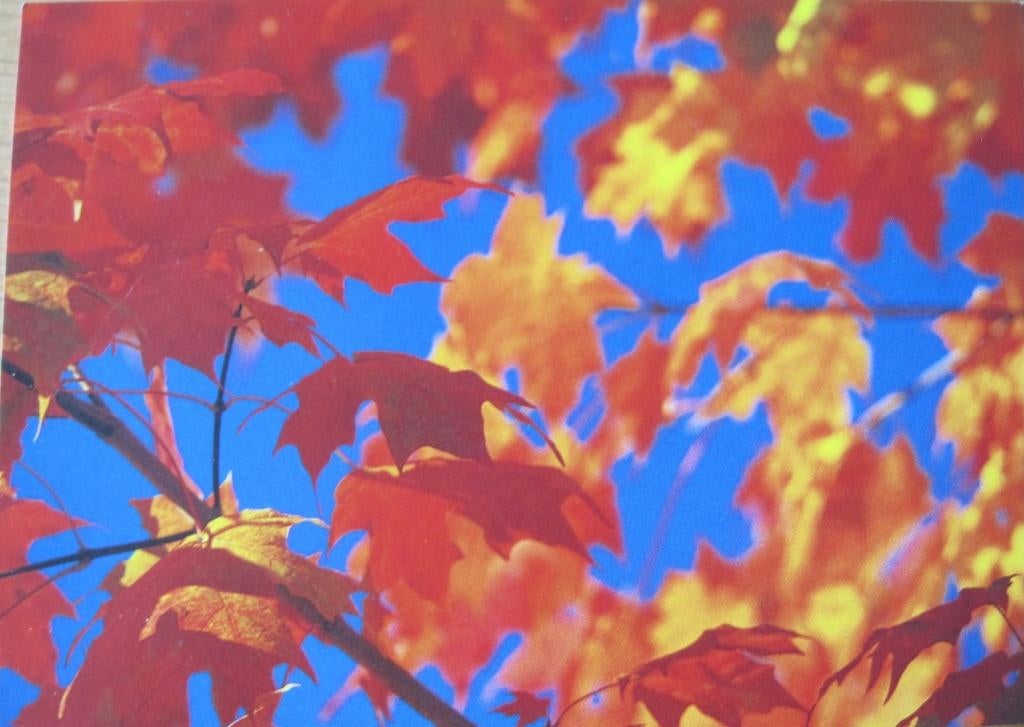 herfstbladeren in blauwe lucht, Verzamelen, Verzenden, 1980 tot heden, Gelopen, Natuur