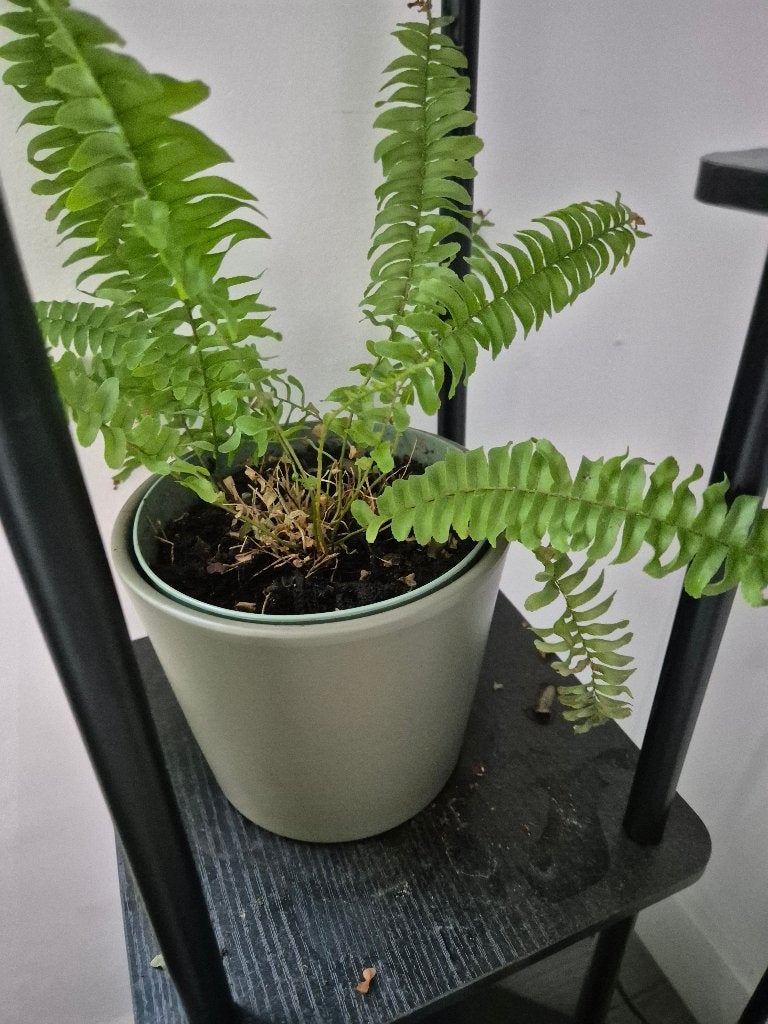 Plant, Tuin en Terras, Planten | Tuinplanten, Ophalen, Overige soorten, Volle zon