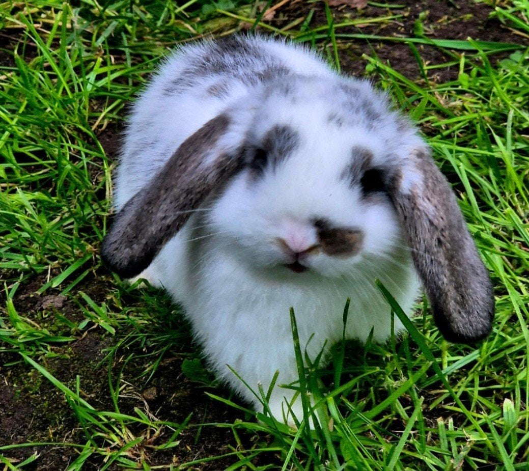 Te koop mooi koppeltje nederlandse dwerg hangoor konijntjes, Dieren en Toebehoren, Konijnen, Meerdere dieren, Dwerg, Hangoor