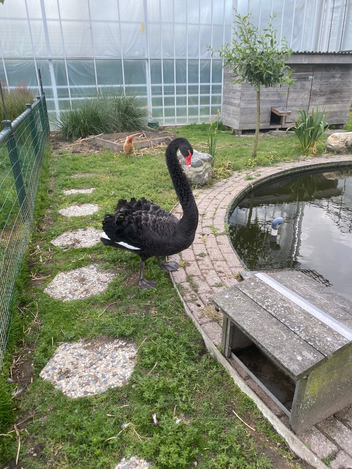 Zwarte zwaan man overjarig, Dieren en Toebehoren, Mannelijk, Gans of Zwaan