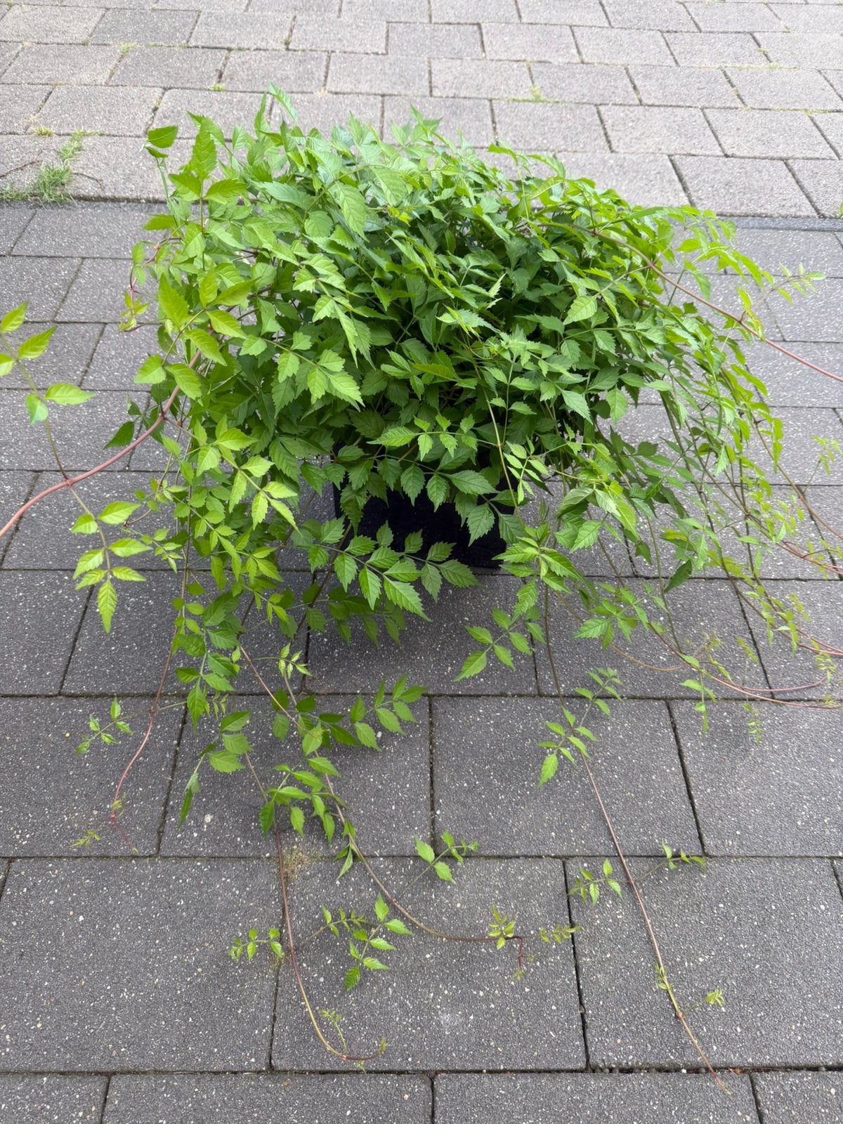 Trompet plant, Ophalen of Verzenden, Overige soorten, Minder dan 100 cm