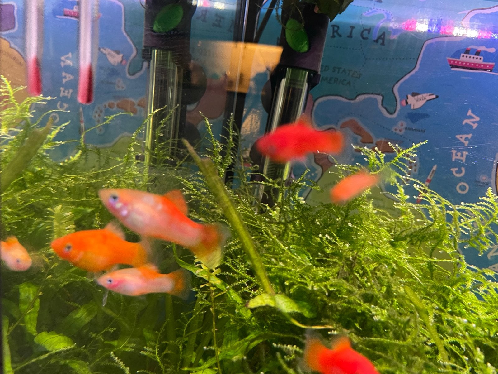 Platy’s / plaatjes aquariumvisjes GRATIS, Vis