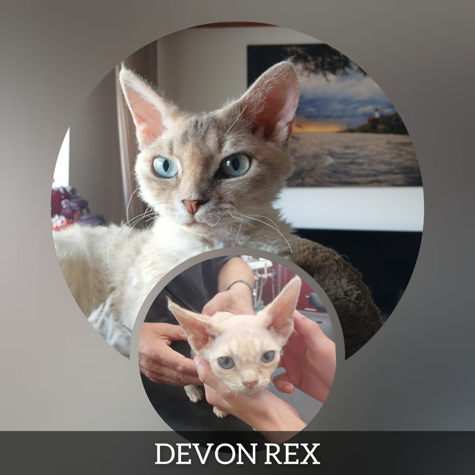 Devon Rex moederpoes 2jr en kater 13wkn beschikbaar🤩, Dieren en Toebehoren, Meerdere dieren, Met stamboom, 0 tot 2 jaar