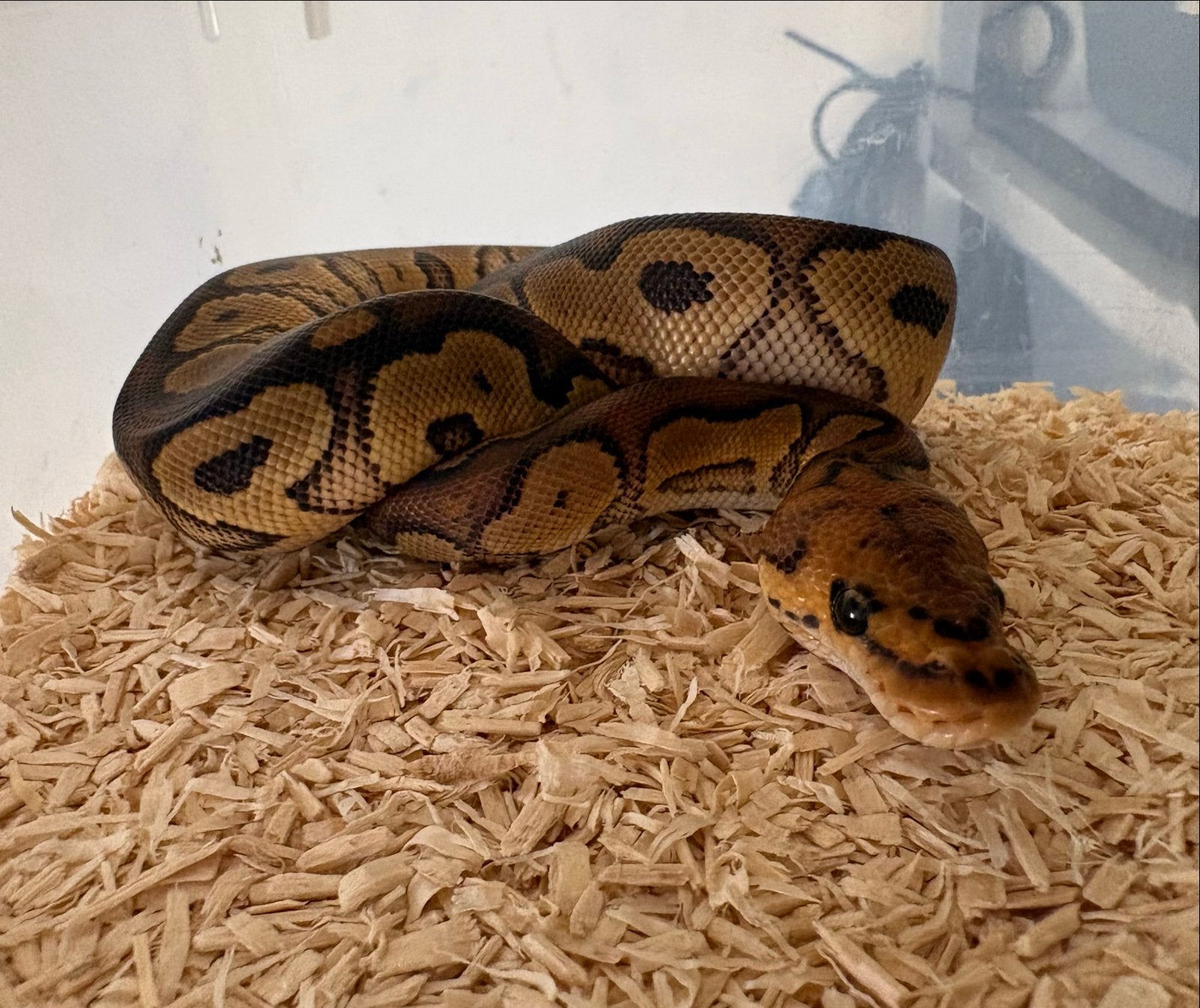 Red Stripe Clown vrouw koningspython ballpythons Ball Python photo 2