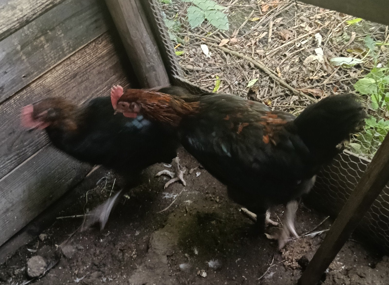 Jonge Haantjes te koop, Dieren en Toebehoren, Mannelijk, Kip