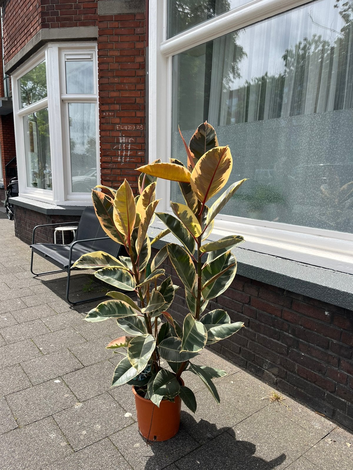Ficus “tineke” rubberplant 135 hoog, Ophalen, Overige soorten, Minder dan 100 cm