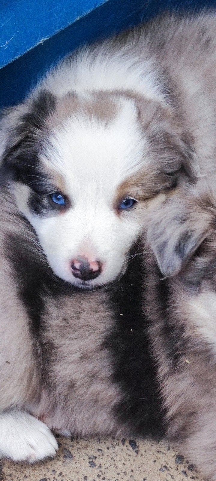 Border Collie Australian Shepherd pups, Dieren en Toebehoren, Honden | Herdershonden en Veedrijvers, Parvo, Reu, 8 tot 15 weken