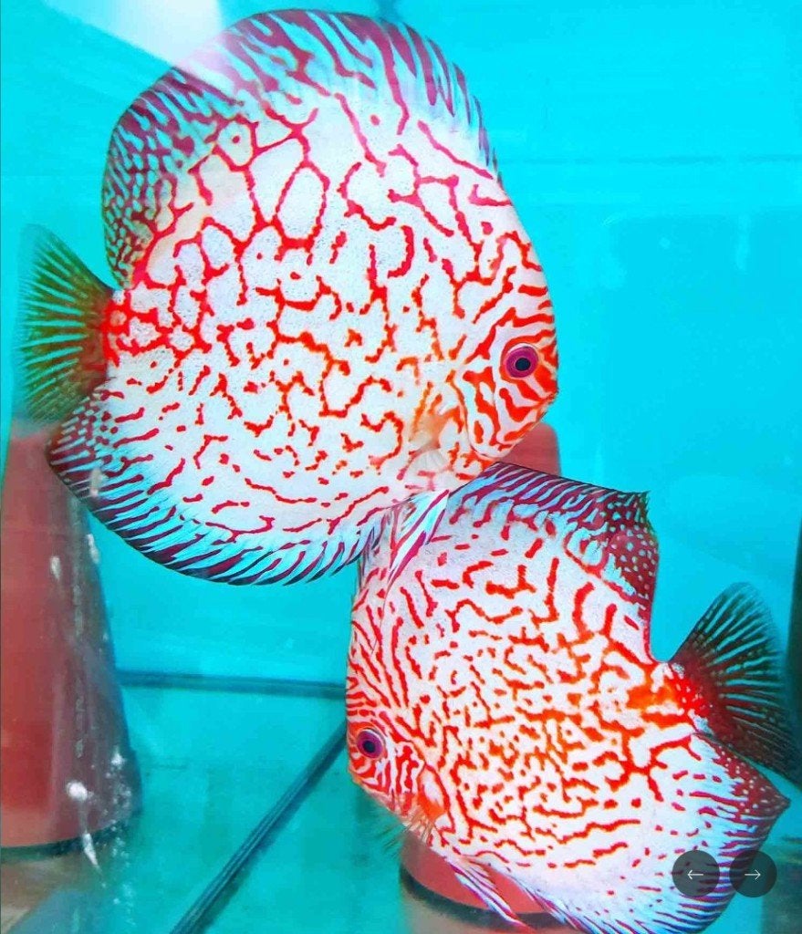 Discus Pigeonblood Checkerboard ca 6 cm siner ACTIE Koidream, Dieren en Toebehoren, Vissen | Aquariumvissen, Vis, Zoetwatervis