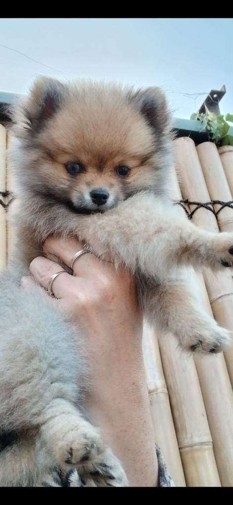 Nog 2 prachtige kleine Pomeriaan pups 1 teefje 1 reutje, Keeshond, 8 tot 15 weken, Meerdere, Meerdere dieren