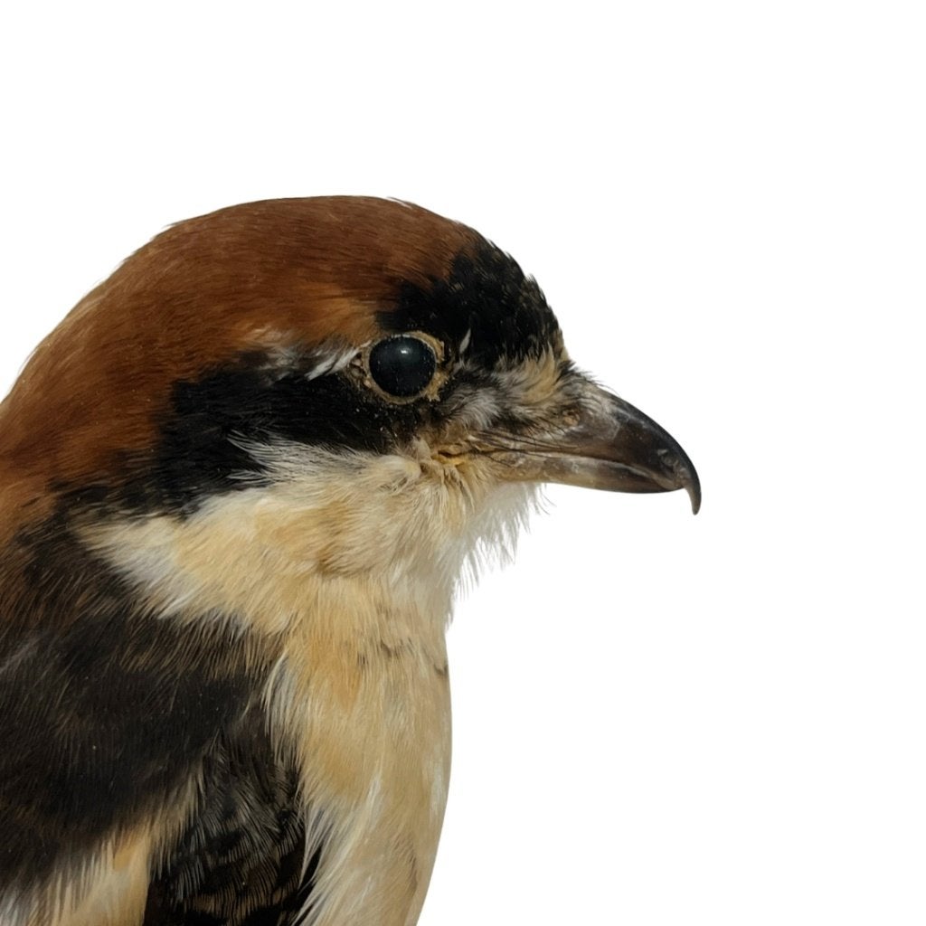 Opgezette Roodkopklauwier, Verzamelen, Ophalen of Verzenden, Zo goed als nieuw, Vogel, Opgezet dier
