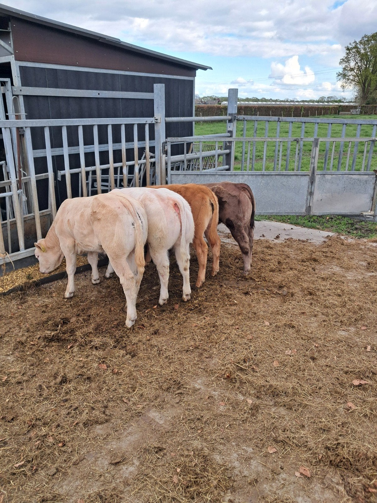 te koop : jong dikbil, bwb en roodbont vee, Dieren en Toebehoren, Runderen, Mannelijk