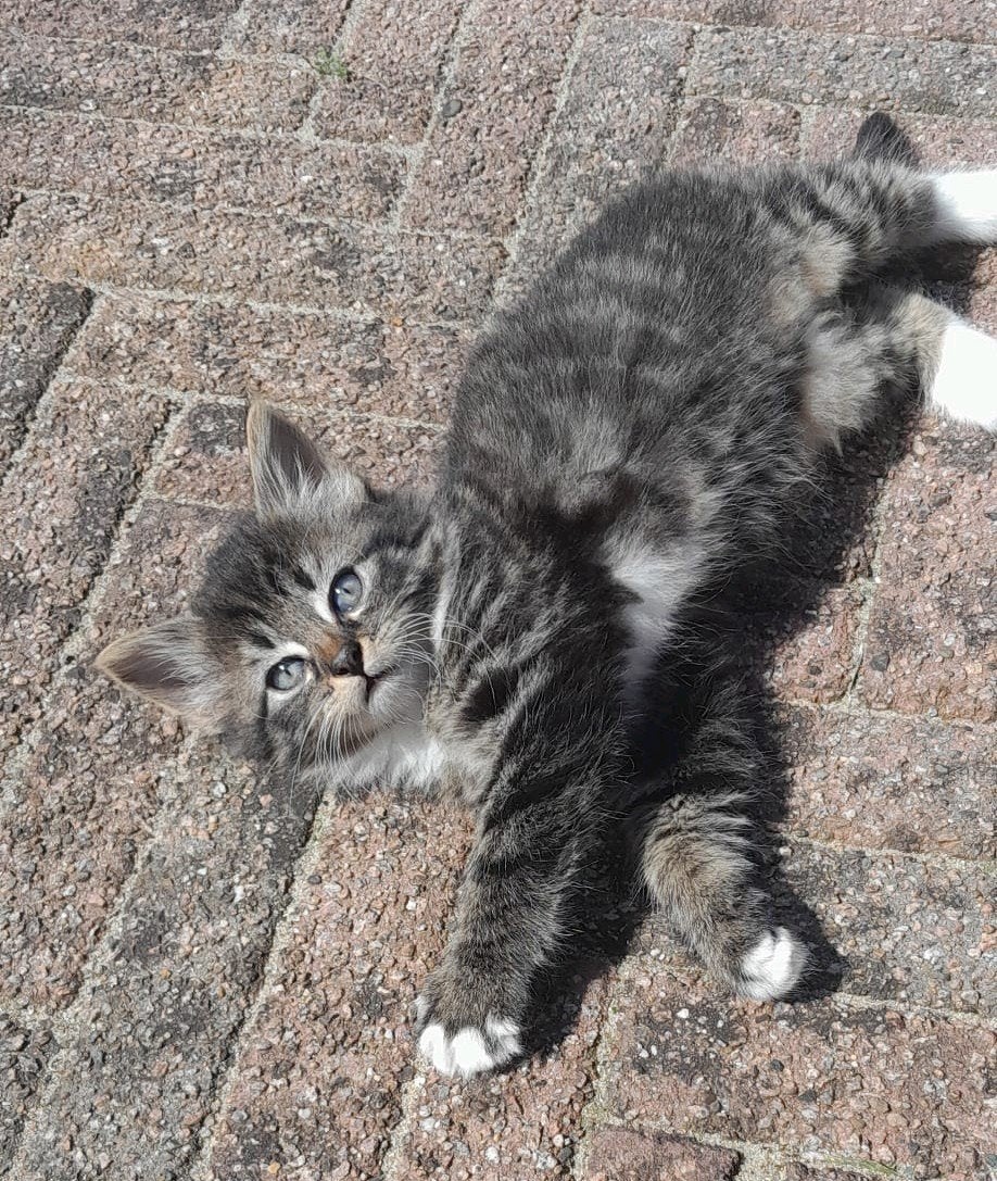 Vier aanhankelijke en speelse kittens te koop (2x V 2x M), Meerdere dieren, Kortharig, 0 tot 2 jaar