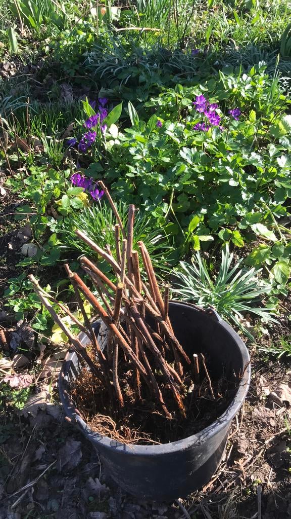20 gele herfst frambozen, Tuin en Terras, Planten | Tuinplanten, Ophalen of Verzenden, Overige soorten, Volle zon